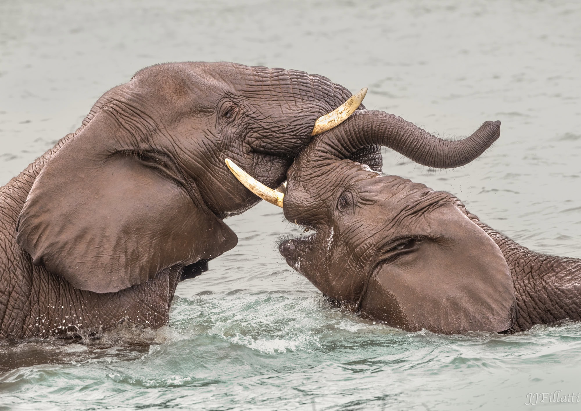 A pair of elephants bathing in water